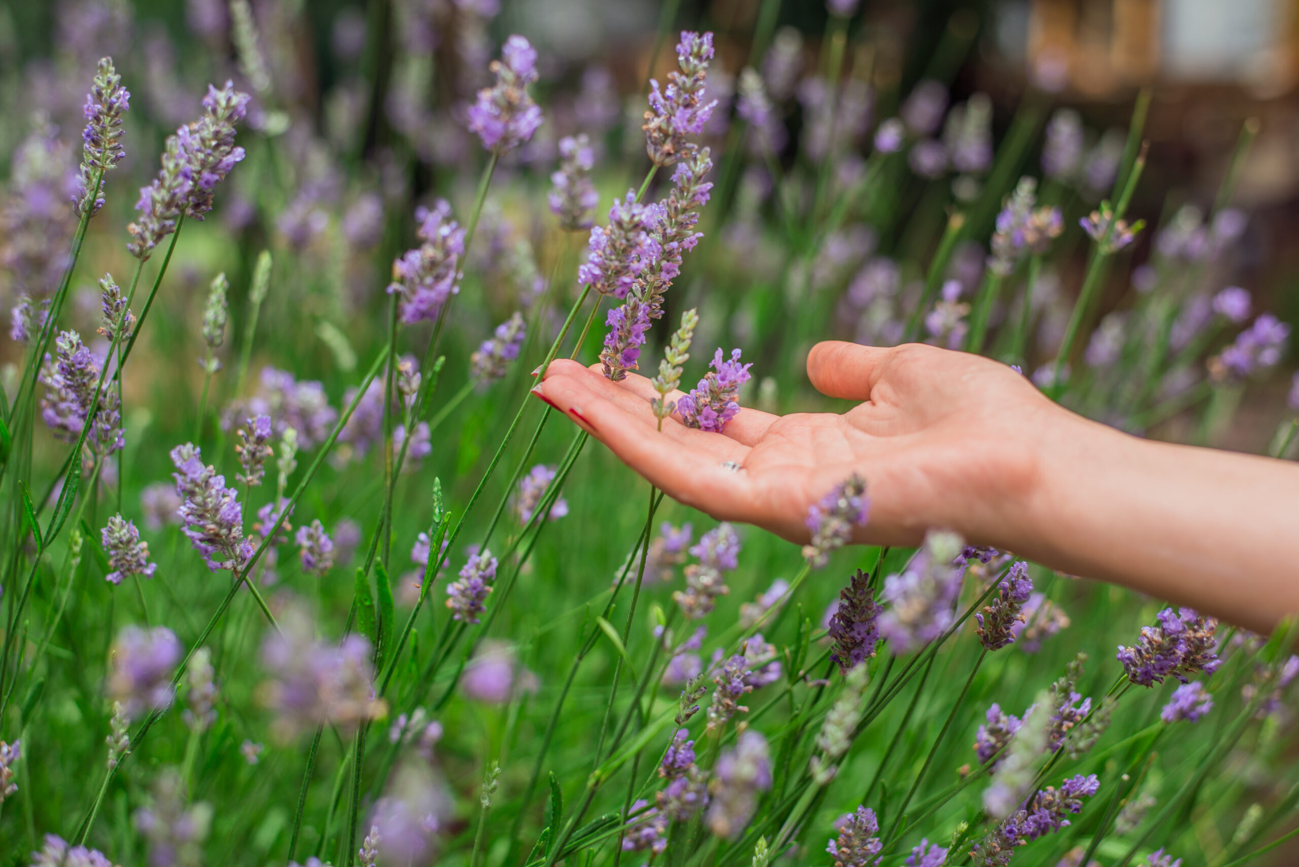 Sunset over a summer lavender field . Womans hand touching the flowers of lavanda. Young girl in the lavander fields. Natural flower background. Amazing nature view of purple flowers blooming in garden